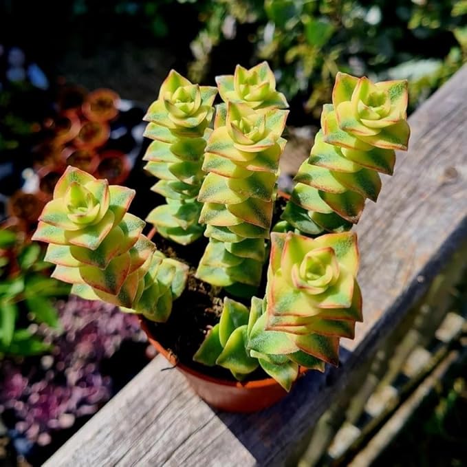 Variegated String of Buttons Live Plants, Easy Indoor Trailing Succulent in 4" Pot, Hanging Succulent Houseplant Indoor Outdoor Planting
