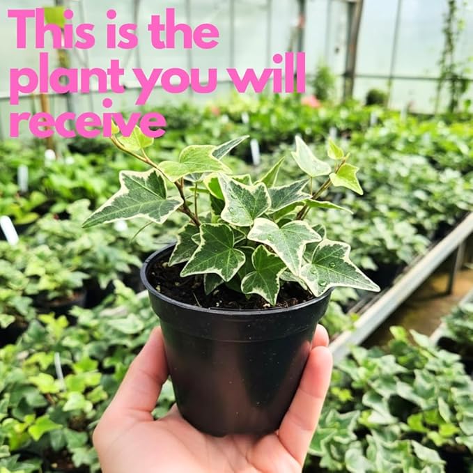 Glacier English Ivy Live Plant in 4 Inch Pot | Variegated English Ivy Indoor Plant with Silver-Green Leaves | Easy-Care Glacier Ivy Houseplant for Hanging Baskets, Shelves & Home Décor
