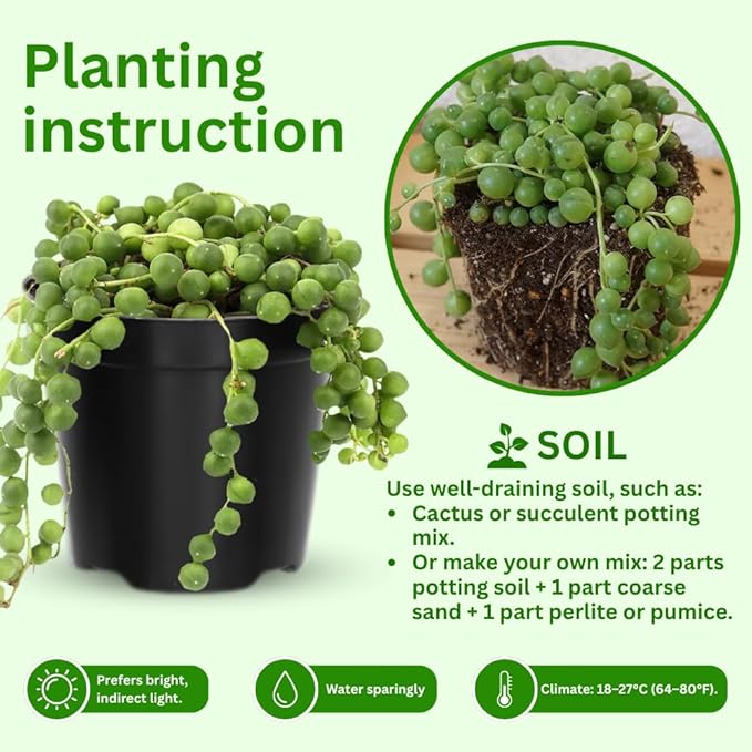 String of Pearls Plant Live 4 Inch Pot, Rare Succulents Plants in Hanging Baskets, Trailing Succulent Houseplant for Home Office (String of Pearls)