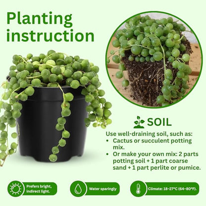 String of Pearls Plant Live 4 Inch Pot, Rare Succulents Plants in Hanging Baskets, Trailing Succulent Houseplant for Home Office (String of Pearls)