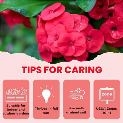 Red Crown of Thorns Live Plant in 4'' Pot, Cactus Indoor Houseplant, 1 Year Old Plant, Succulent Plant Live, Year Round Blooming