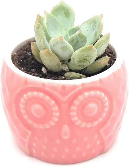 Blisse Wood Owl Planter (Pink)