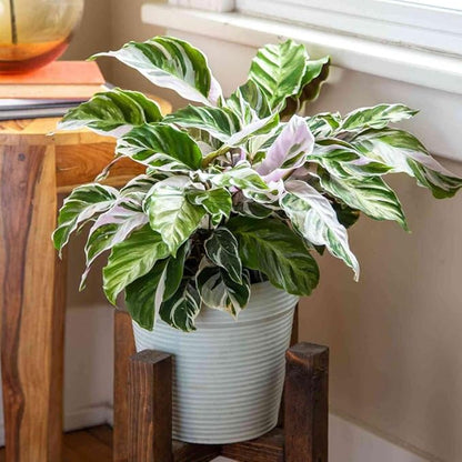 Calathea White Fusion Live Plant for Indoor | Different Houseplants in 4'' & 6'' Pot | Real House Plant for Living Room, Office, Desk & Bathroom | Peacock Plant | Zebra Plant