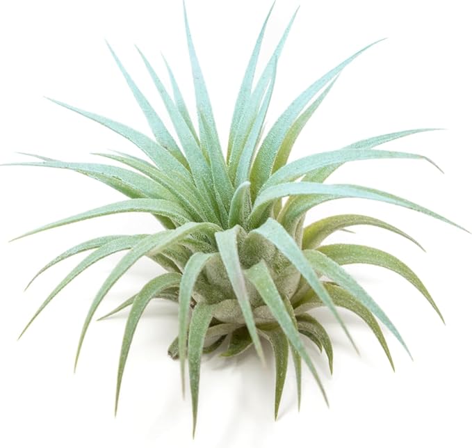 Light Blue Colorful Tillandsia Air Plants -Long Lasting Color Enhanced Live Tillandsia Succulent House Plants - Home and Garden Decor -Easy Care Indoor/Outdoor Plants (Ionantha Rubra, Single)