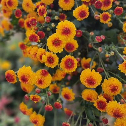 Pack 3 Yellow Orange Chrysanthemum Plants, Mums Plants Live, 3 to 6 Inch Tall Garden Mum Live Plant, Vibrant Fall Blooms, Hardy Chrysanthemum Flowers, No Pot