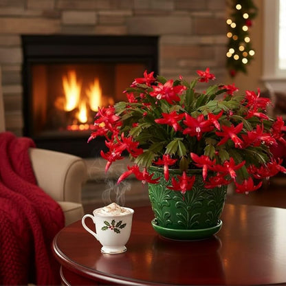Christmas Cactus Live Plant 4 inch Pot, Christmas Flower Plant, Flower Succulents Plants, Holiday Christmas Cactus for Planting (Red Christmas Cactus)
