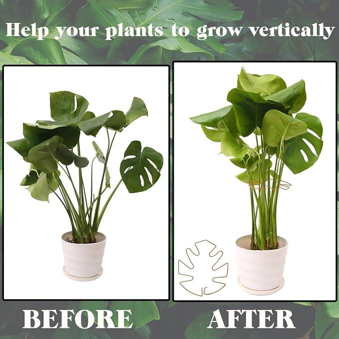 Spiritlele 5 Pcs Yellow Plant Stem Support Holder Set Monstera Plant Support Clamp Growth Accessories for Indoor Plants Big