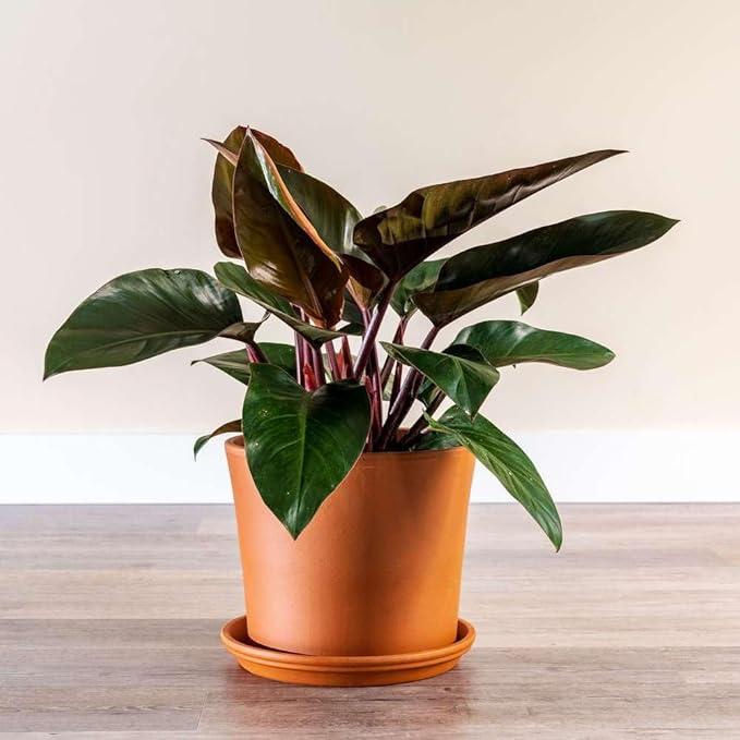 Philodendron Congo Rojo Live Plant for Indoor | Different Houseplants in 4'' & 6'' Pot | Real House Plant for Living Room, Office, Desk & Bathroom | Congo Rojo
