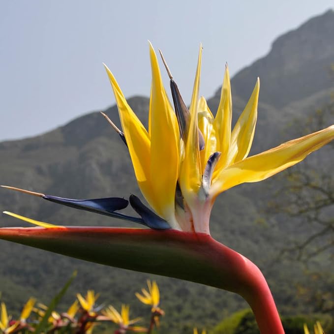 Yellow Bird of Paradise | 10 Live Plants | Mandela's Gold | Strelitzia Reginae | Beautiful Rare Foliage Specimen