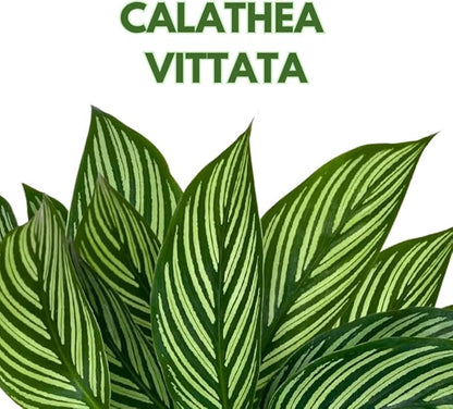 BubbleBlooms Calathea Vittata, in a 4 inch Pot, Zebra Peacock Cathedral Plant