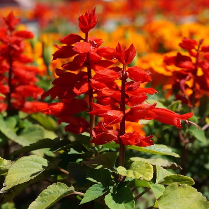 2 Vibrant Sage Salvia Live Plants, Fragrant Perennial Sage Plants Live for Spring Planting, Summer Planting, 5 to 10 Inches in Tall, (Scarlet Red)