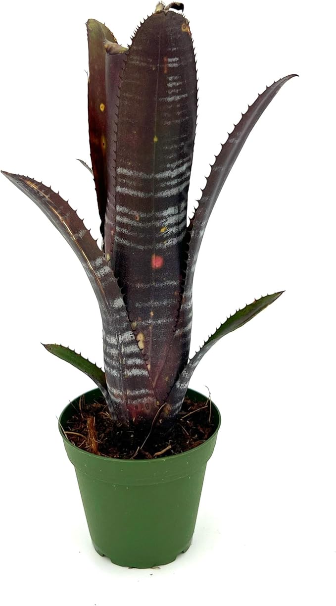 ragnaroc Live Plants – Bromeliad Billbergia Darth Vader, 8-12" in 4" Pot - 1ct - Live Arrival Guaranteed - House Plants for Home Decor & Gift