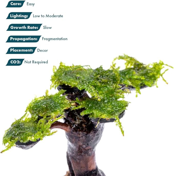 SubstrateSource Live Planted Decor - Moss on Bonsai (Aquascaping Tree) - Low to Moderate Light, Bright Green Freshwater Accent for Aquatic Layout, Midground Placement Centerpiece - Large, 1 Pack