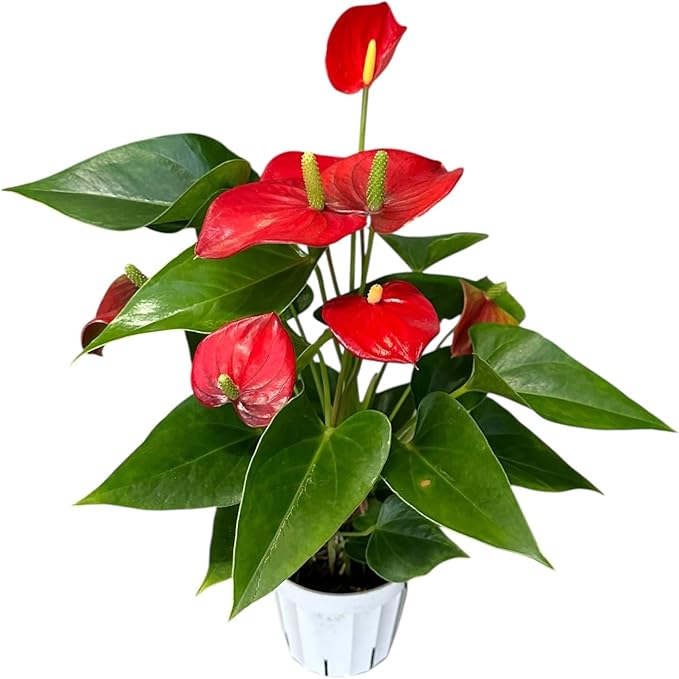 Red Anthurium (12"-14" Tall) Unique and Gorgeous Live Indoor Plant, Easy Care and Easy to Grow, Bloom Plant, 4 inch Pot