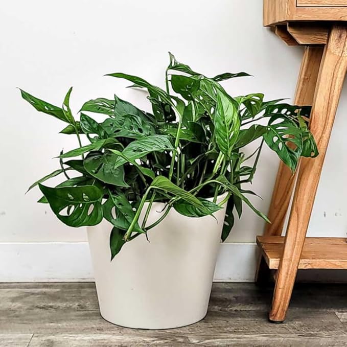 2 Rare Philodendron Live Plants Varieties Collection, Philodendrons Plants Size 5-9 Inc for Indoor Houseplant Décor, Ornamental Tropical Well-Rooted (Monstera Swiss Cheese Narrow Leaf)