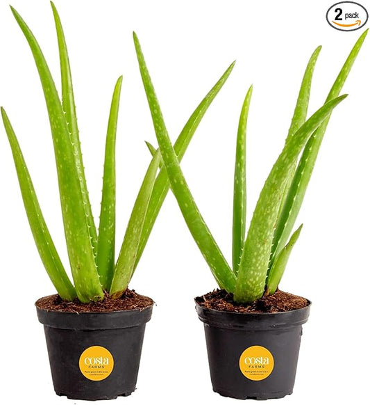 Costa Farms Aloe Vera Live Plants in Plastic Pots, Easy to Maintain, Air Purifying Indoor Succulents, Houseplants for Home, Room, or Office Decor, House Warming or Birthday Gift, 12-18, Pack of 2