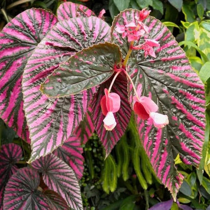 2 Begonia Live Plants Outdoor, Angel Wing Begonia Maculata Plants Live, 5-9" Tall, Ornamental Foliage Houseplant for Home or Office (Red Foliage)