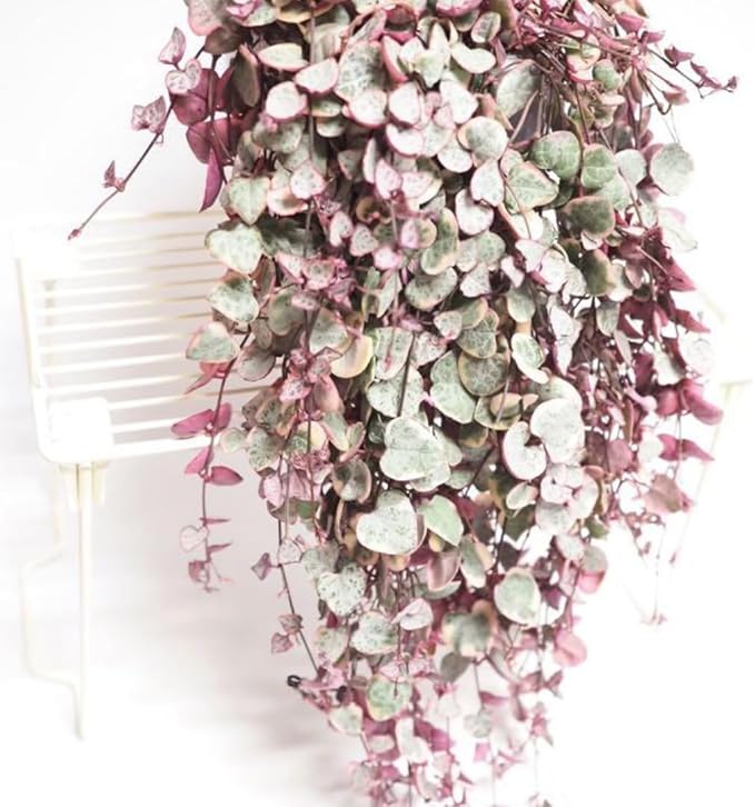Variegated String of Hearts Live Plants, Easy Indoor Trailing Succulent in 4" Pot, Hanging Succulent Houseplant Indoor Outdoor Planting