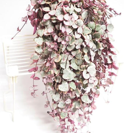 Variegated String of Hearts Live Plants, Easy Indoor Trailing Succulent in 4" Pot, Hanging Succulent Houseplant Indoor Outdoor Planting