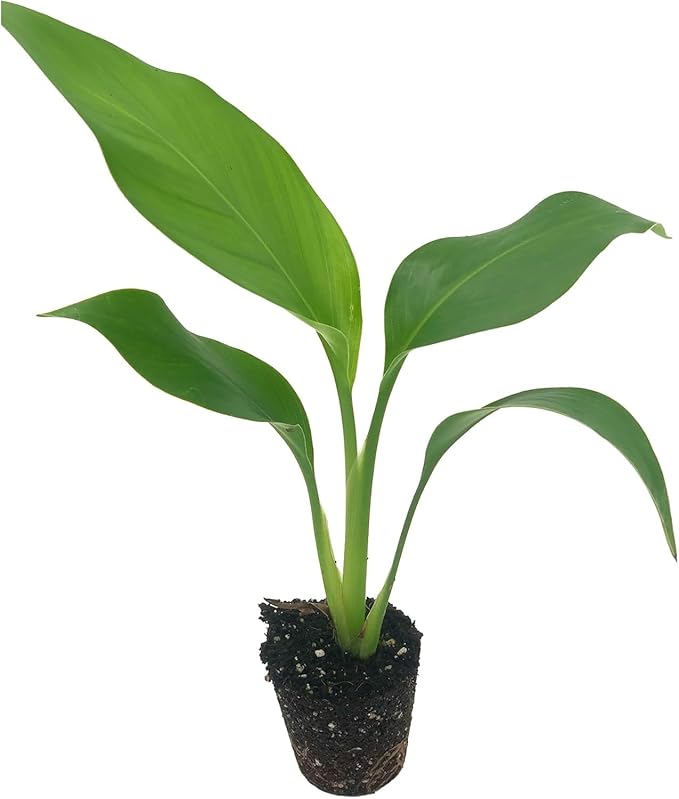 Live White Birds of Paradise Plant - 'White Birds of Paradise' Strelitzia nicolai - ragnaroc Tropical Plant 6-10” Tall - 2ct - Live Arrival Guaranteed - House Plants for Home Decor & Gift