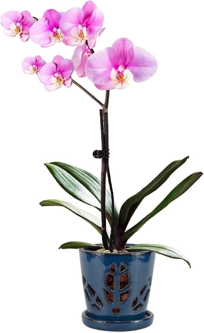 W&W Orchid Pot with Holes and Saucer for Repotting, Blue, 5.5 Inches