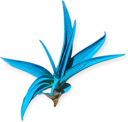 Rainforest Grown Capitata Turquoise Enhanced Air Plant - Live Tillandsia - 5 to 8 inches - 30 Day Guarantee