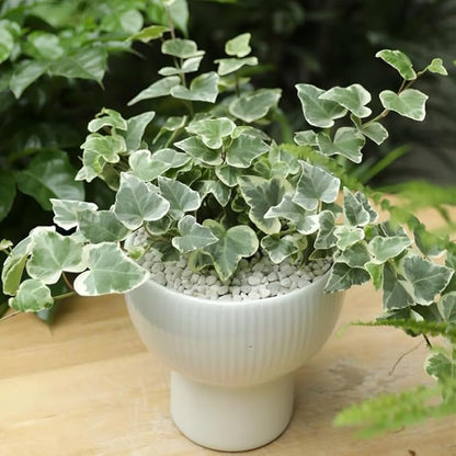 Glacier English Ivy Live Plant in 6 Inch Pot | Real English Ivy Plant Live | Trailing Plant & Climbing Vine | Easy Care Houseplant for Home & Office