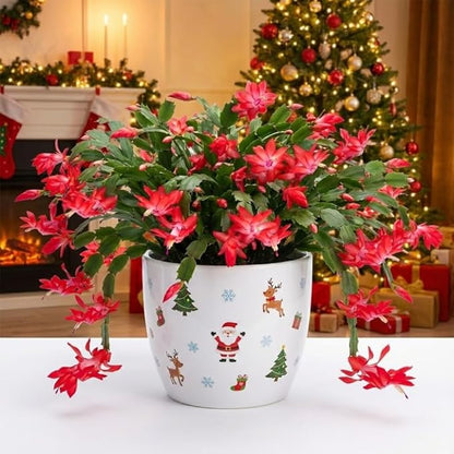 Christmas Cactus Live Plant 4 inch Pot, Christmas Flower Plant, Flower Succulents Plants, Holiday Christmas Cactus for Planting (Red Christmas Cactus)