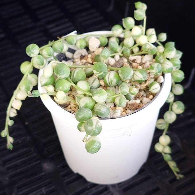Variegated String of Pearls Plant, Live Succulent Vine in Pot, Rare Indoor Houseplant (4 Inch Pot)