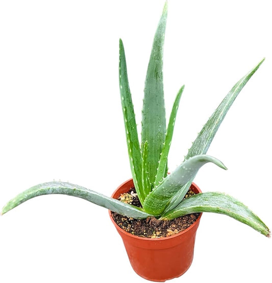 Aloe Vera Plant, Live Succulent in 4 Inch Pot, Indoor Houseplant