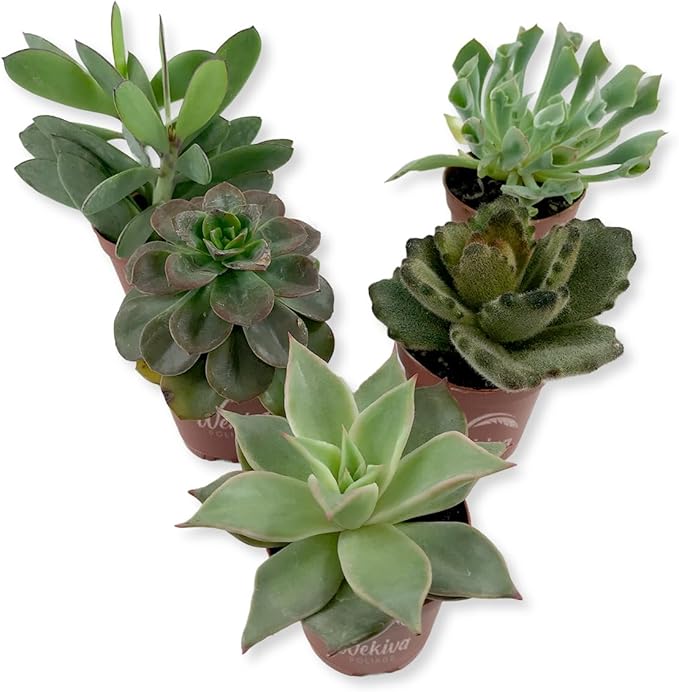 Succulent Variety Pack - 5 Live Starter Plants in 2 Inch Pots - Grower's Choice - Easy Care Drought Tolerant Houseplants
