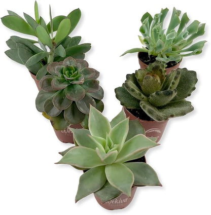 Succulent Variety Pack - 5 Live Starter Plants in 2 Inch Pots - Grower's Choice - Easy Care Drought Tolerant Houseplants