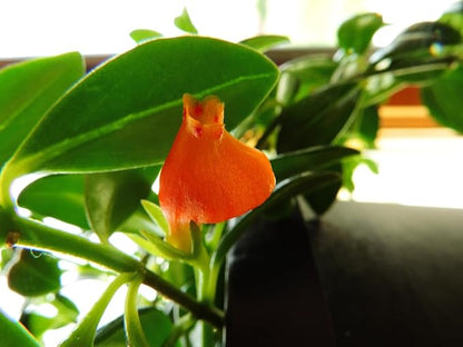 Premium Goldfish Plant - 6" Hanging Basket - Blooms Frequently!