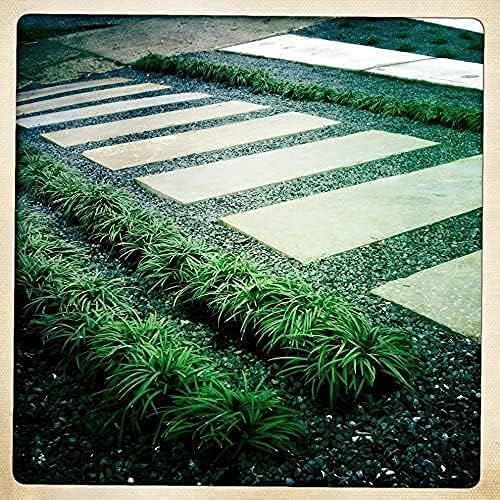 Mondo Grass Ophiopogon Japonicus | 200 Live Pips Bare Root Plants | Live Shade Loving Evergreen Groundcover Plants