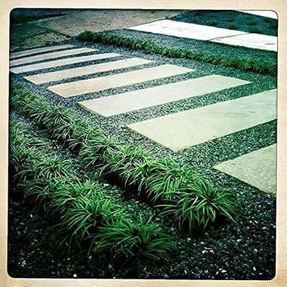 Mondo Grass Ophiopogon Japonicus | 200 Live Pips Bare Root Plants | Live Shade Loving Evergreen Groundcover Plants
