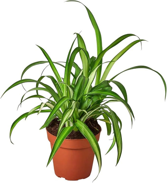 Spider Collection – Bonnie, Reverse & Hawaiian Varieties – Airplane, Pet Friendly Live Indoor Houseplant (4" Spider Plant Reserve)