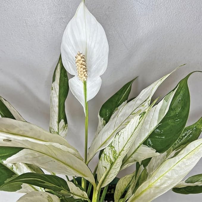 Set 2 Variegated Peace Lily Plants Indoor Live Plant, White Lily Flower Plant Live for Houseplant, 4 to 8 Inc Lily Plant for Indoor Outdoor Planting