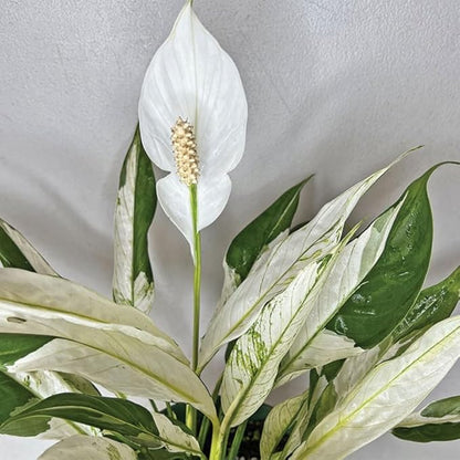 Set 2 Variegated Peace Lily Plants Indoor Live Plant, White Lily Flower Plant Live for Houseplant, 4 to 8 Inc Lily Plant for Indoor Outdoor Planting