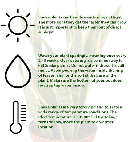Snake Plant Laurentii | Sansevieria Trifasciata Live Plant for Indoor | Different Houseplants in 4'' & 6'' Pot | Real House Plant for Livingroom | Mother-in-law's Tongue