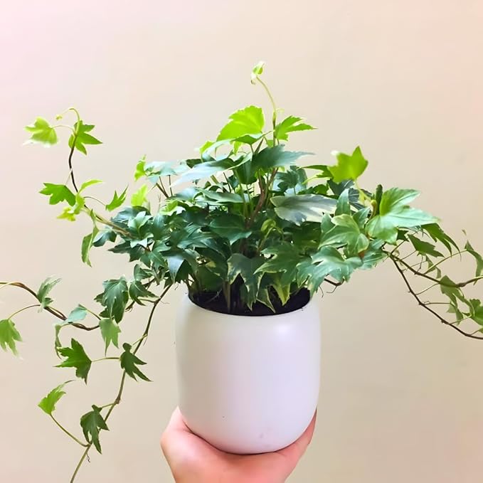 Green English Ivy Live Plants in 4 Inch Pot | Hardy Variegated English Ivy Live Plant for Home & Office Greenery | Low-Maintenance Glacier Ivy Houseplant for Desks, Windowsills & Hanging Displays