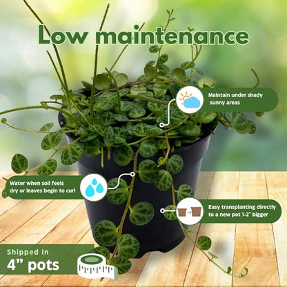 BubbleBlooms String Assortment 4 inch Pots Set of 3 Trailing Succulent Plants