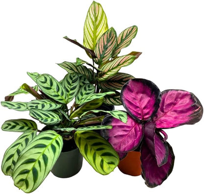 BubbleBlooms Calathea Assortment in 4 inch Pots Set of 3 Prayer Plants