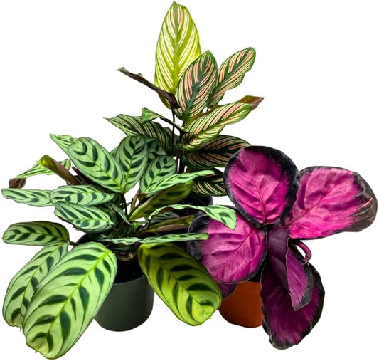 BubbleBlooms Calathea Assortment in 4 inch Pots Set of 3 Prayer Plants