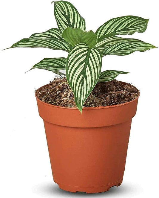 Calathea Vittata Live Plant for Indoor | Different Houseplants in 4'' & 6'' Pot | Real House Plant for Living Room, Office, Desk & Bathroom | Peacock Plant | Zebra Plant
