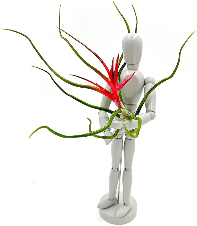 ragnaroc Air Plants - Flowering Tillandsia Bulbosa Belize, Giant 7-9" - 3ct - Live Arrival Guaranteed - House Plants for Home Decor & Gift