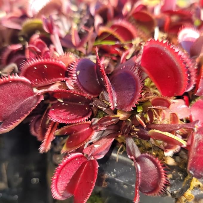 3 Starter Venus Dragon Fly Trao Live Plant in Pot, Live Venus Fly Traps for Terrarium Outdoor Indoor Gardening