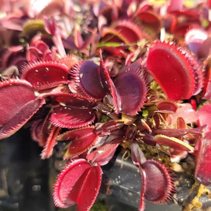 3 Starter Venus Dragon Fly Trao Live Plant in Pot, Live Venus Fly Traps for Terrarium Outdoor Indoor Gardening