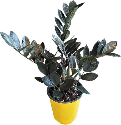 Live Raven ZZ Plant – Black Zamioculcas Zamiifolia, 6" Nursery Pot, 14–18" Tall – Rare Tropical Indoor Houseplant with Deep Purple-Black Foliage – Low Light & Low Maintenance