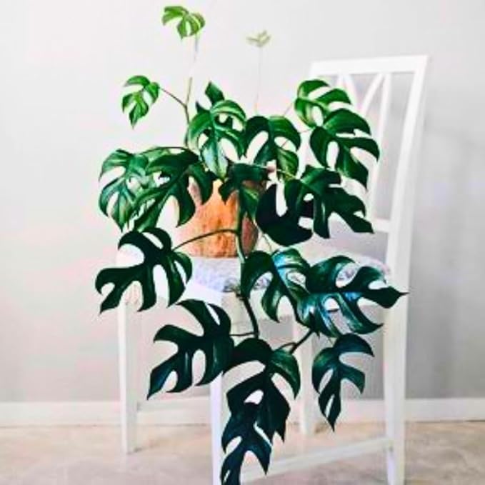 2 Rare Philodendron Live Plants Varieties Collection, Philodendrons Plants Size 5-9 Inc for Indoor Houseplant Décor, Ornamental Tropical Well-Rooted (Mini Monstera)
