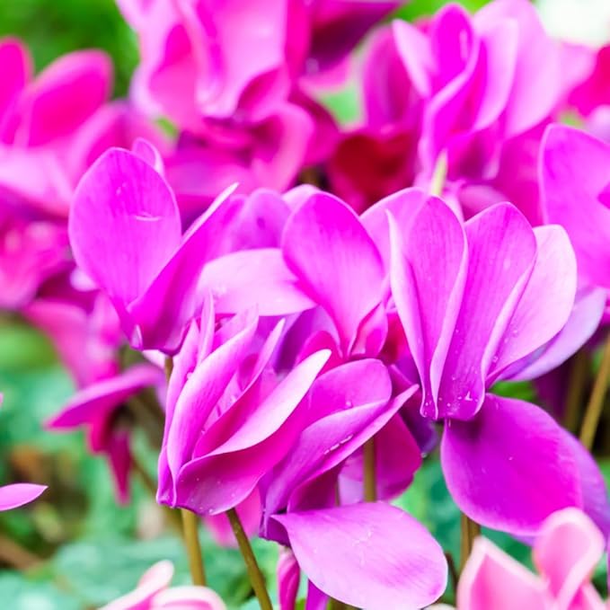 2 Pink Cyclamen Plants Live, Live Cyclamen Flower Plant, 4 Inc Pot